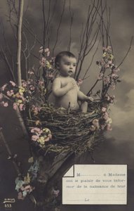 Bebis i ett bo av French Photographer