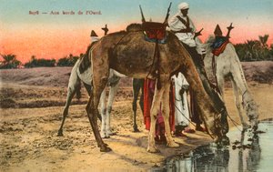 Kameler som dricker på kanten av floden Oued, Algeriet av French Photographer