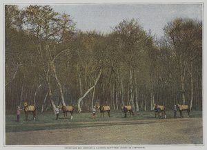 Tränar kapplöpningshästar på La Croix-Saint-Ouen i Foret de Compiegne, Frankrike (färgfoto) av French Photographer