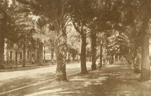 Hyeres, Avenue de la Gare, Allee de Palmiers (svartvitt foto) av French Photographer