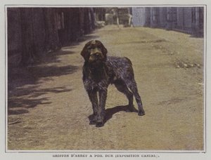 Wirehaired Pointing Griffon (färgfoto) av French Photographer