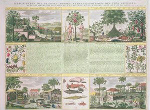 En beskrivning av växter, träd, djur och fiskar som finns på Antillerna, illustration från Histoire Generale des Antilles Habitees par les Francois Vol. 2 av Jean Baptiste Du Tertre (1610-1687) publicera av French School