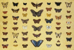 Ett collage av fjärilar och nattfjärilar inklusive Camberwell Beauty, British Swallowtail, Scarce Swallowtail, Peacock and the Small Tortoiseshell, c.1830 (wc på papper) av French School