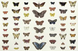 Ett collage av fjärilar och nattfjärilar inklusive Camberwell Beauty, British Swallowtail, Scarce Swallowtail, Peacock and the Small Tortoiseshell, c.1830 (tryck av 104967)
