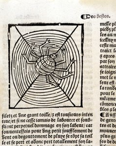 En spindel i hans nät i "Le Jardin de santé översatt från latin till franska nytryckt i Paris" av French School