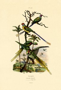 Alexandrine Parakit, 1833-39 av French School