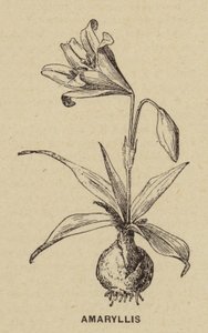 Amaryllis (gravyr) av French School
