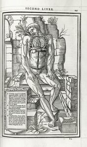 Anatomisk illustration, 1546 av French School