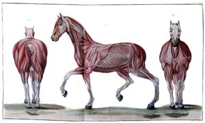 Hästens anatomi: peeling, ansikte och profil - "" Hippiatric Course, complete treatise of horse medicine"" av P. E Lafosse av French School