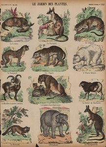 Djur på Jardin des Plantes, Paris, Frankrike (färgad gravyr) av French School