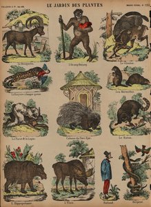 Djur på Jardin des Plantes, Paris, Frankrike (färgad gravyr) av French School