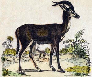 Antilop. Gravyr i "" Alphabet des animaux sauvages"". 9:e serien. Bildspråk av Epinal, Pellerin, tryckare-förlag, ca 1870. Gravyrer på trä, stencilerade. 16 sidor. Mått: 20 x 15 cm. Privat samling av French School