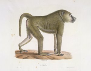 Anubis. En babian, från Natural History of Mammals (färg litho) av French School