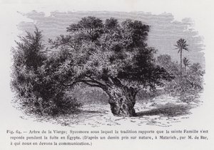 Jungfruns träd; Sycamore under vilken traditionen rapporterar att den heliga familjen vilade under flykten till Egypten, Från en teckning tagen från naturen, vid Matarieh, av M. de Bar, till vilken vi är skyldiga meddelandet (gravyr) av French School