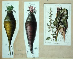 Rödbetor, tre botaniska tallrikar (färg litho) av French School