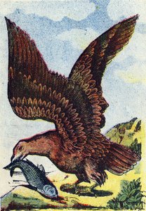 Rovfågel . Gravyr i "Alphabet des oiseaux"". Bild från Pont-a-Mousson, Marcel och/eller Louis Vagne, tryckare och förläggare, slutet av 1800-talet. 16 sidor. Mått: 20,5 x 14 cm av French School