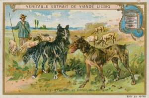 Border collie och fårhund av French School