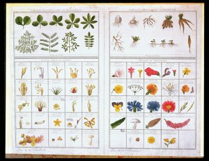 Botanisk tabell efter Carl von Linne (1707-78) och efter Joseph Pitton de Tournefort (1656-1708), sent 1700-tal (färgstick) av French School