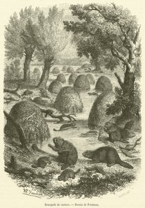 By av bävrar (gravyr) av French School