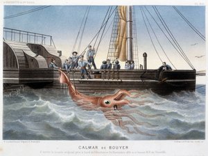 Bouyer bläckfisk - i "" Havets värld"" av Alfred Fredol, Hachette, Paris av French School