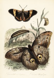 Brassolis sophorae fjäril, puppa och larvlarv av French School