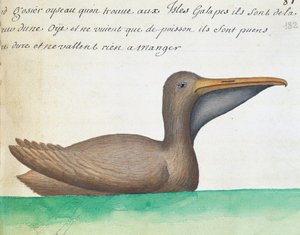 Brun pelikan (Pelecanus occidentalis), Galapagosöarna, akvarell från loggbok av Jacques Gouin de Beauchesne (1652-1730), kapten på Compagnie royale de la Mer du Sud, från 1698 till 1701, Frankrike av French School