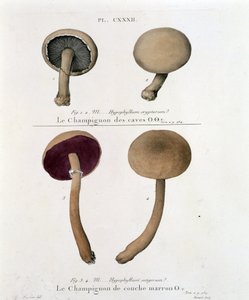 Brun lagersvamp - i "Treat des champignons"" av Jean Jacques Paulet sent 1700-tal av French School