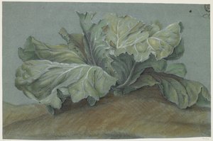 Kålväxt (krita på papper) av French School