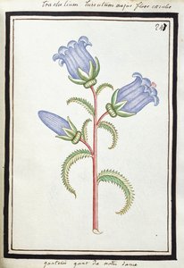 Campanula Trachelium, ca 1700 (akvarellteckning, inramad i svart) av French School