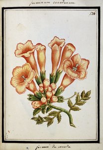 Kanadensisk Jasmin, ca 1700 av French School