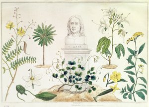 Carolus Linnaeus (1707-78) omgiven av några av de växter han klassificerade (färgstick) av French School
