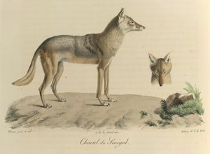 Schakal från Senegal. En schakal från Senegal, från Natural History of Mammals (färg litho) av French School