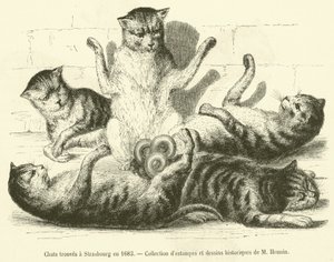 Katter hittades i Strasbourg 1683 (gravyr) av French School