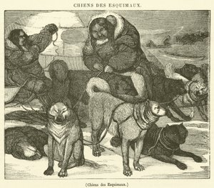 Eskimåernas hundar (gravyr) av French School
