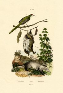 Vanlig skräddarfågel, 1833-39 av French School