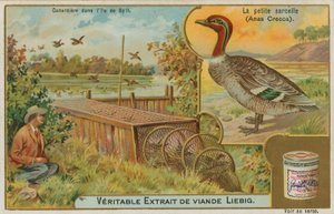 Vanlig kricka; fånga ankor av French School
