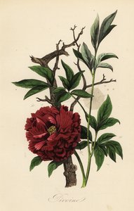 Vanlig pion, Paeonia officinalis, med spindelnät av French School