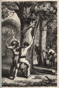 Korkskörd på Quercus suber - Recolte de l