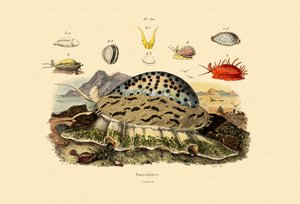 Cowrie Shells, 1833-39 av French School