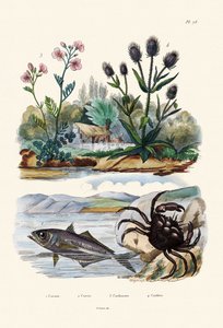 Krabba, 1833-39 av French School