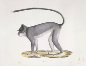 Croo. En apa, från Natural History of Mammals (färg litho) av French School