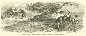 Odling av ris (gravyr) av French School