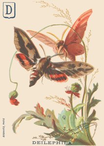 D: Deilephila (Deilephila elpenor eller vinstockens stora sfinx) av French School