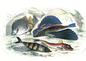 Dactyloptere pirapede (Dactylopterus pirapeda) flygfisk, Chetodon argus (scatophagus argus), centronote pilote (echeneis naucrate), Trigle Lyre (Genicanthus Melanospilos) - Plåt extraherad ur Histoire Naturelle av Bernard Germain de Lacepede (1856-1956) av French School