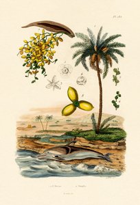 Dadelpalm, 1833-39 av French School