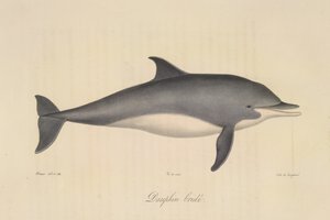 Bridled Dolphin, från Natural History of Mammals (färg litho) av French School
