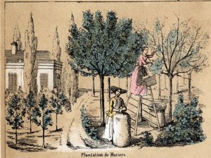 Beskrivning av grödan och sidenprodukterna: plantering av muriers. Tallrik "" la soie"" i "" les Recreations instructives"" Synoptisk målning av Jules DELBRUCK, gravyr från 1860. Privat samling. av French School