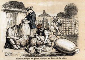 Beskrivning av fårens olika användningsområden och produkter: fårstyckning. Tavla "" Les Moutons"" i "" les Recreations instructives"" Synoptisk målning av Jules DELBRUCK, gravyr från 1860. Privat samling. av French School