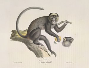 Diana, en kvinnlig apa, från Natural History of Mammals (färg litho) av French School