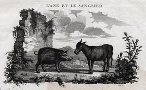 Åsna och galt. Fabel av Esope. (Grekisk författare Esopo eller Ecopus, 600-talet f.Kr.) Skriven av Guillaume Montfort och Gravees av Beauble 1801. av French School
